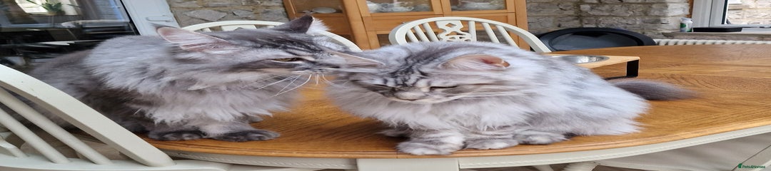 2 Maine Coon Brothers 