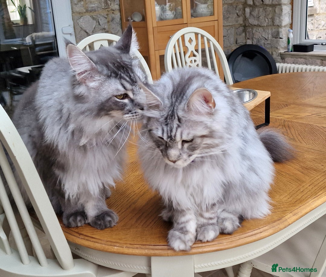 Maine Coon cats for sale: Two Maine Coon Brothers - Image 5