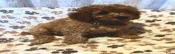 Cavapoo dogs for sale: Cavapoo puppys - Advert 5