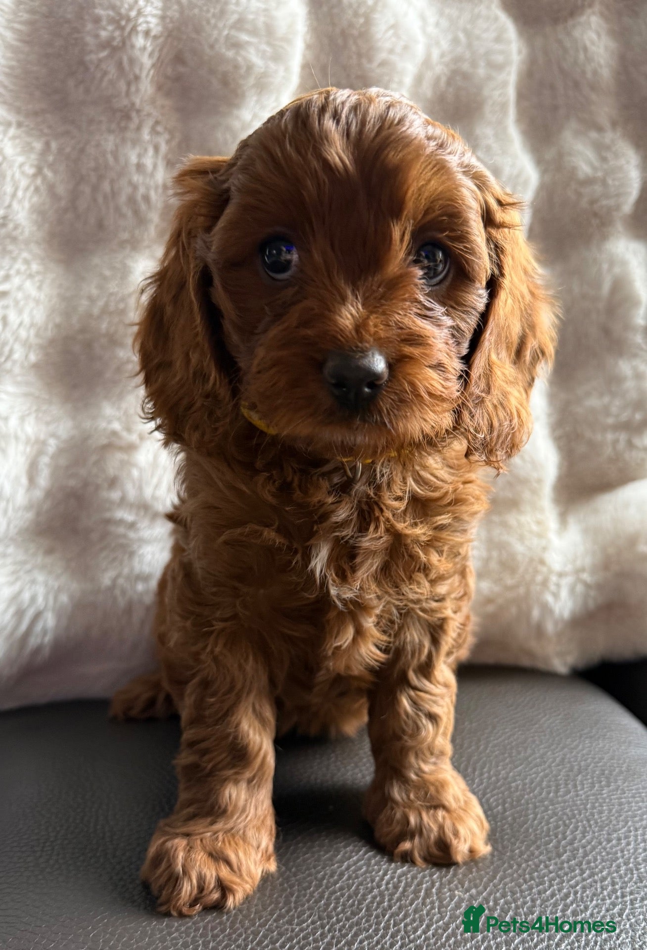 Cavapoo dogs Stunning Fox Red F1 Cavapoo Puppies H/C  - Advert 1
