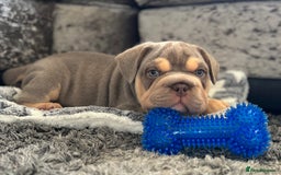 Mixed Breed dogs for sale: Pocket bully x Big rope frenchie  - Image 4