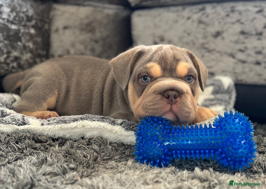 Mixed Breed dogs for sale: Pocket bully x Big rope frenchie  - Image 4
