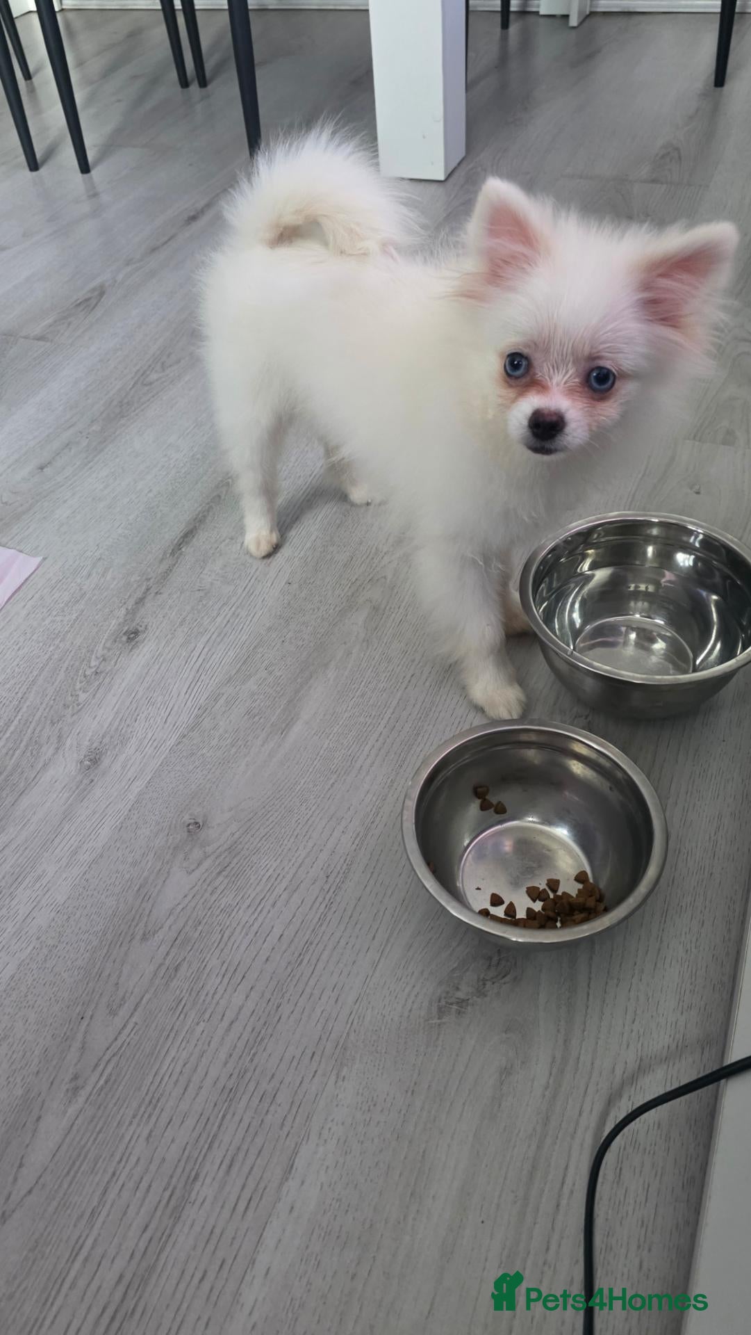 Pomeranian dogs Adorable tiny pomeranian girl - Advert 2