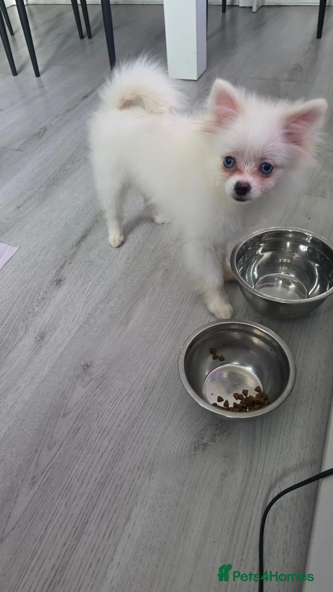 Pomeranian dogs for sale: Adorable tiny pomeranian girl - Advert 2