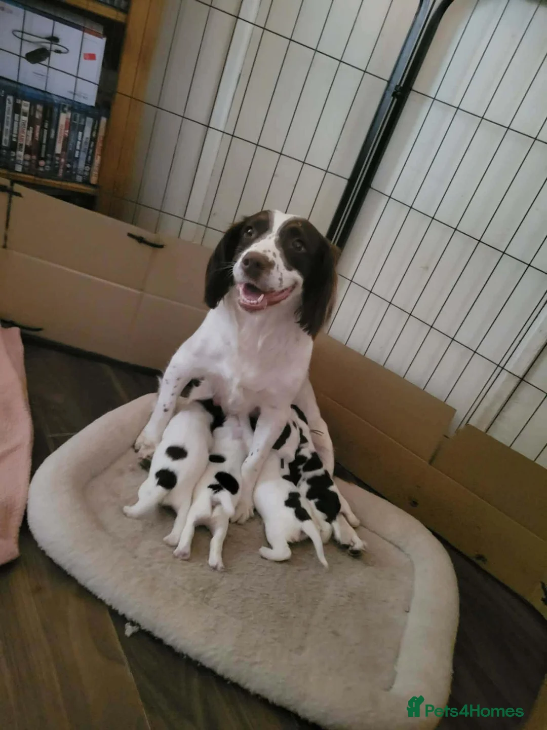 English Springer Spaniel dogs for sale: Engilish springer spaniel puppies  - Advert 1