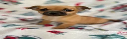 Mixed Breed dogs for sale: Jack Russell/ Yorkshire terrier puppy’s  in Pontypool - Advert 38