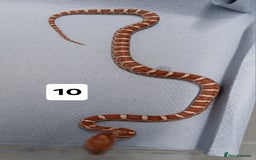 Corn Snake reptiles for sale: Corn Snake Morph Hatchling's  - Image 19