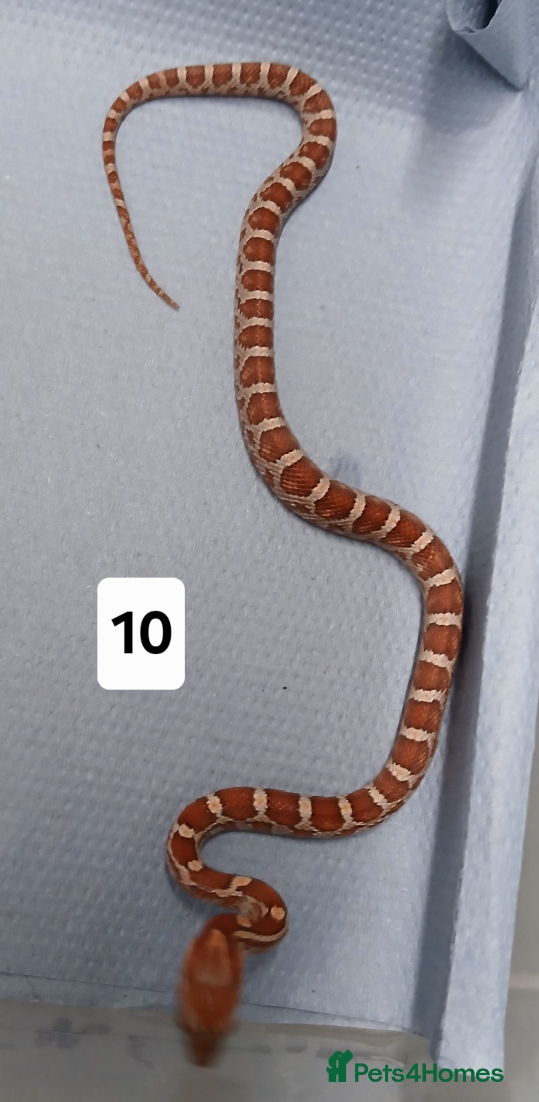 Corn Snake reptiles for sale: Corn Snake Morph Hatchling's  - Image 19