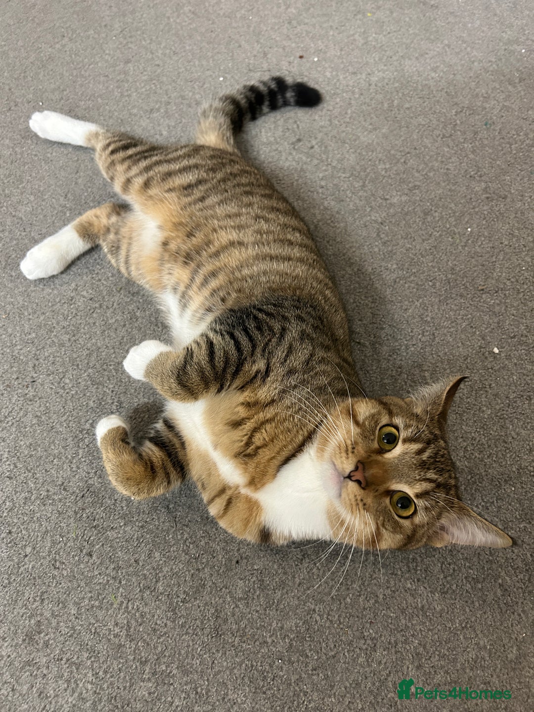 Mixed Breed cats for sale: Rocko 8 Months Savannah - British Shorthair - Advert 6