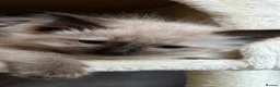 Ragdoll cats for sale: Beautiful ragdoll kittens ready now - Advert 16