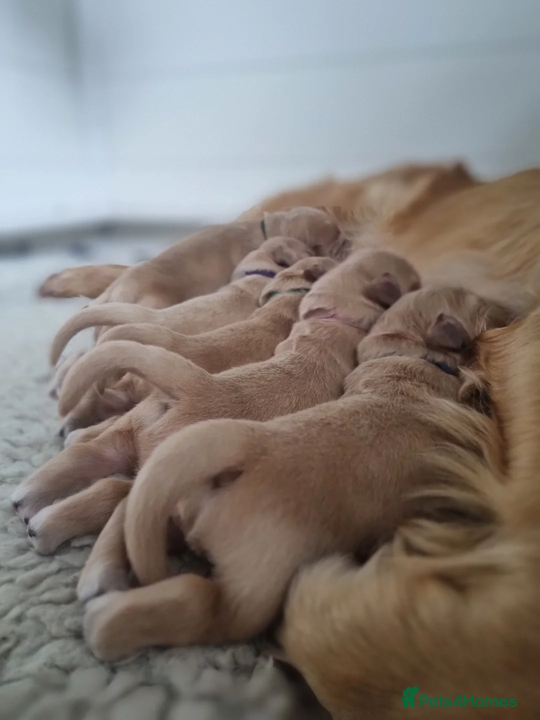 Golden Retriever dogs for sale: KC GOLDEN RETRIEVER PUPPIES  - Advert 2