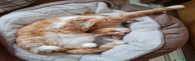 Jasper 