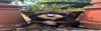 Cavapoochon 2