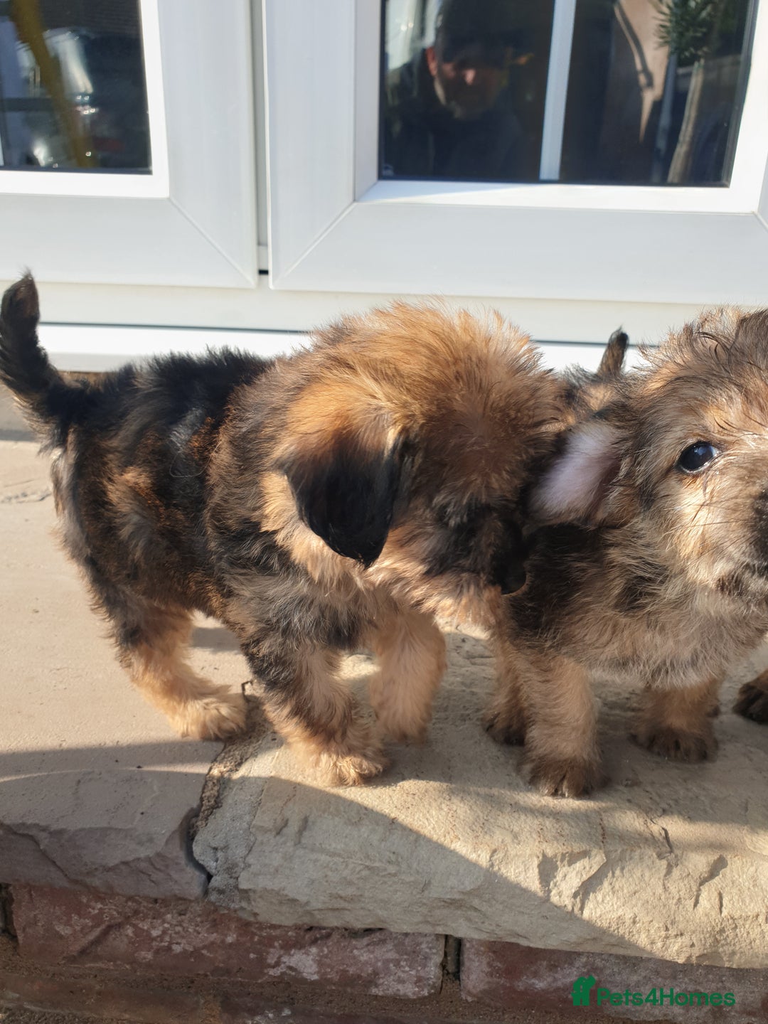 Mixed Breed dogs for sale: Border Terrier x miniature Poodle  - Image 18