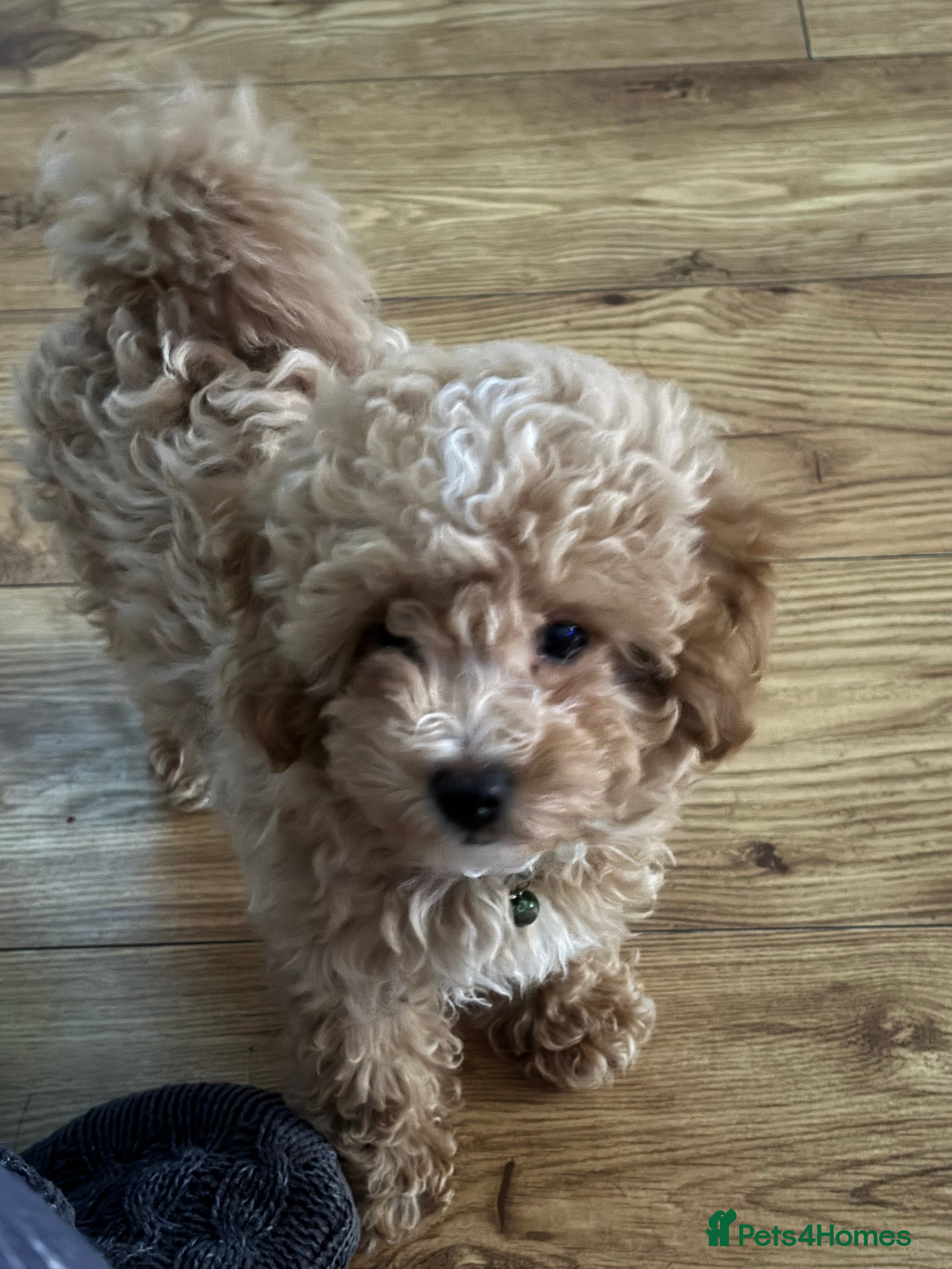 Toy Poodle dogs Toy puddles  - Advert 3