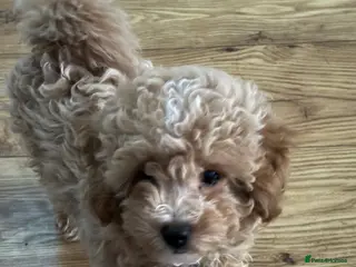 Toy Poodle dogs Toy puddles - Advert 3