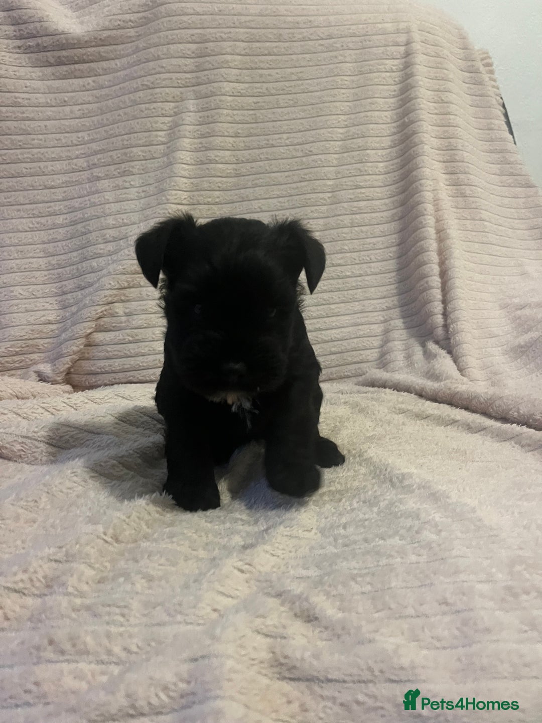 Miniature Schnauzer dogs for sale: Mini schnauzer puppies for sale  - Advert 2