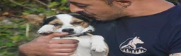 Mixed Breed dogs for adoption: Rasti in Alfreton - Advert 7