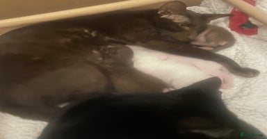 Oriental cats Oriental Havana and Siamese boys - Advert 2