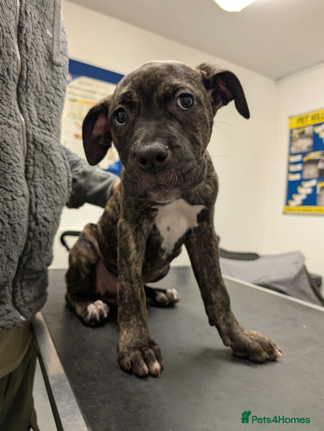 Cane Corso dogs for sale: Female cane corso puppies  - Advert 26