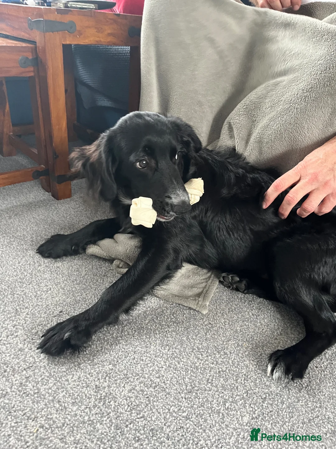 Jackapoo dogs for sale: Rocky  - Advert 2