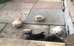 Jackapoo dogs for sale: 6 beautiful jackapoo pups - Image 5