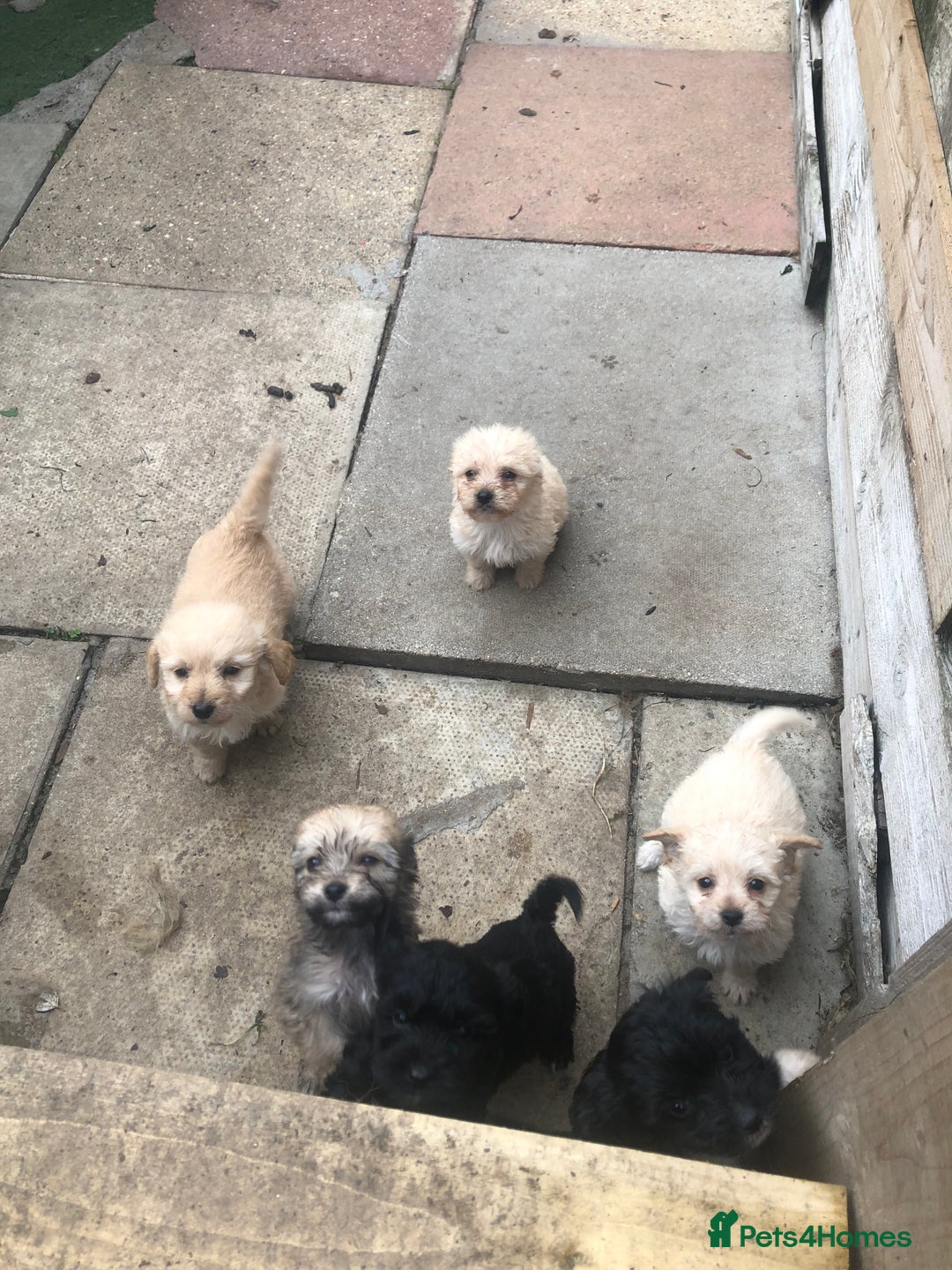 Jackapoo dogs for sale: 6 beautiful jackapoo pups - Image 5