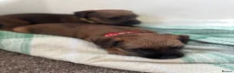 Mixed Breed dogs for sale: Beautiful BorderJack Puppies - Advert 8