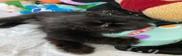 Persian cats for sale: Beautiful Black Smoke Persian - Advert 2