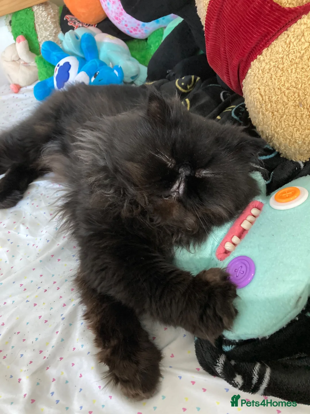 Persian cats for sale: Beautiful Black Smoke Persian - Advert 2