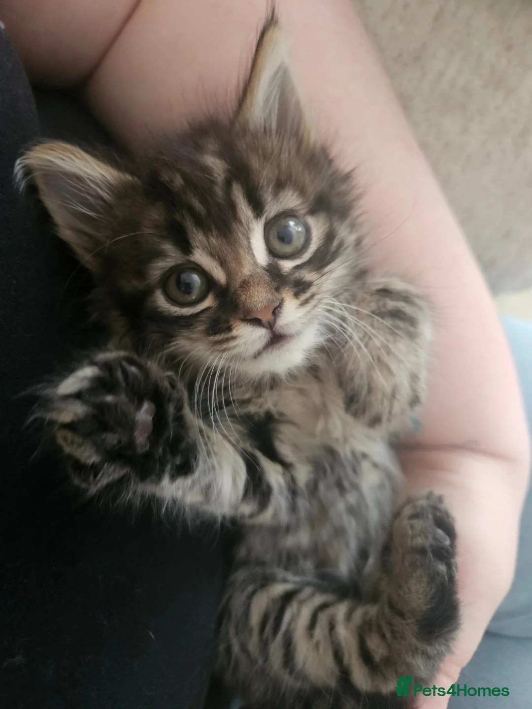 Mixed Breed cats for sale: Kitten girl - Advert 7