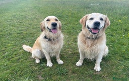 Golden Retriever dogs for sale: Expression of Interest - Golden Retriever Puppies - Image 5