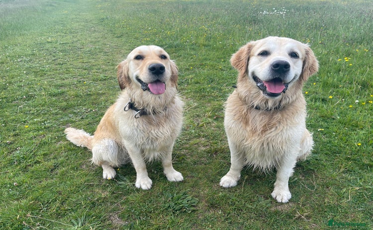 Golden Retriever dogs - Advert 8