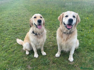 Golden Retriever dogs Expression of Interest - Golden Retriever Puppies - Advert 8