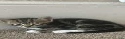 Mixed Breed cats for sale: Gorgeous Furr Babies  in Havant - Advert 19