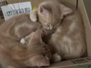 Mixed Breed cats Adorable Fluffy Kittens - Advert 6