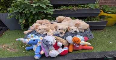 Golden Retriever dogs - Advert 14