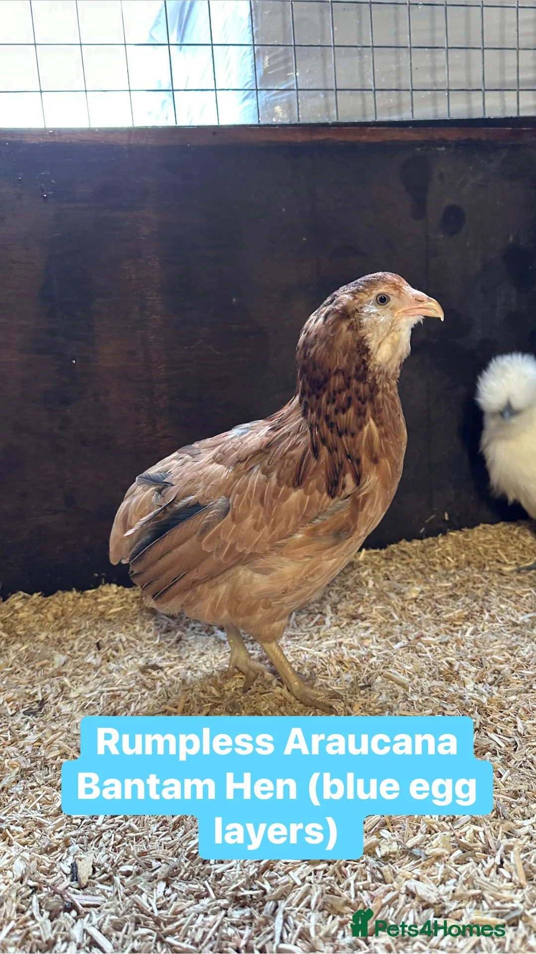 Chickens poultry for sale: Pure breed bantam hens at point of lay - Advert 24