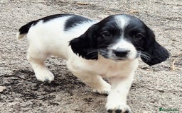 Sprocker dogs for sale: Sprocker F1  - Image 17