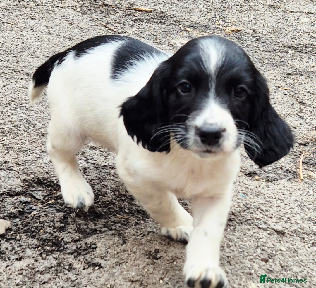 Sprocker dogs for sale: Sprocker F1  - Image 17