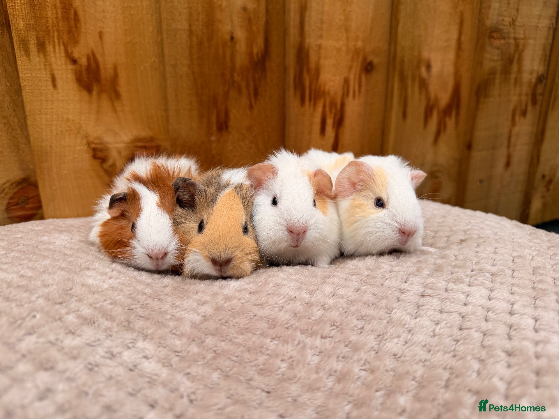 Guinea Pig rodents Beautiful baby boars  - Advert 3