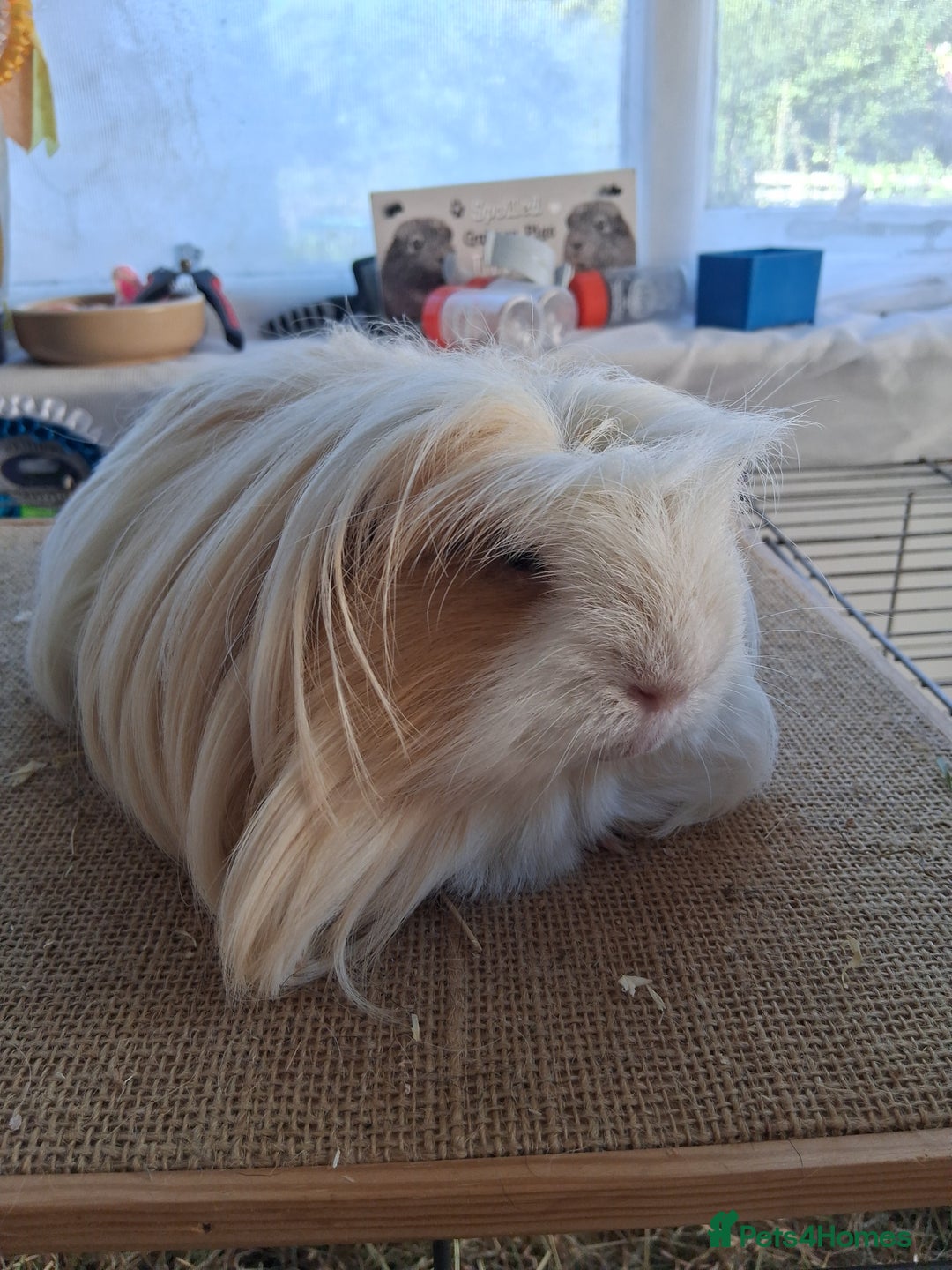 Guinea Pig rodents for sale: Various guineas for sale, see description  - Image 5