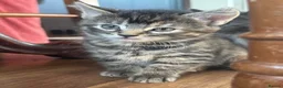Mixed Breed cats for sale: Russian blue mix kittens  - Advert 3