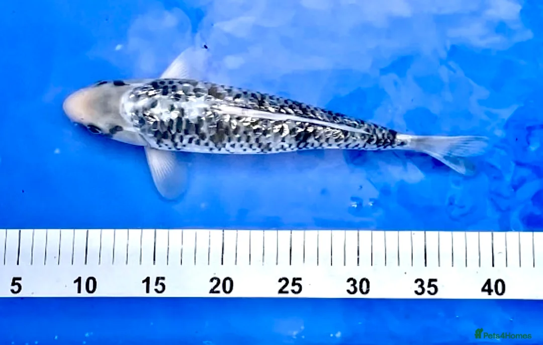 Koi Carp fish for sale: MASSIVE KOI SALE - Advert 14