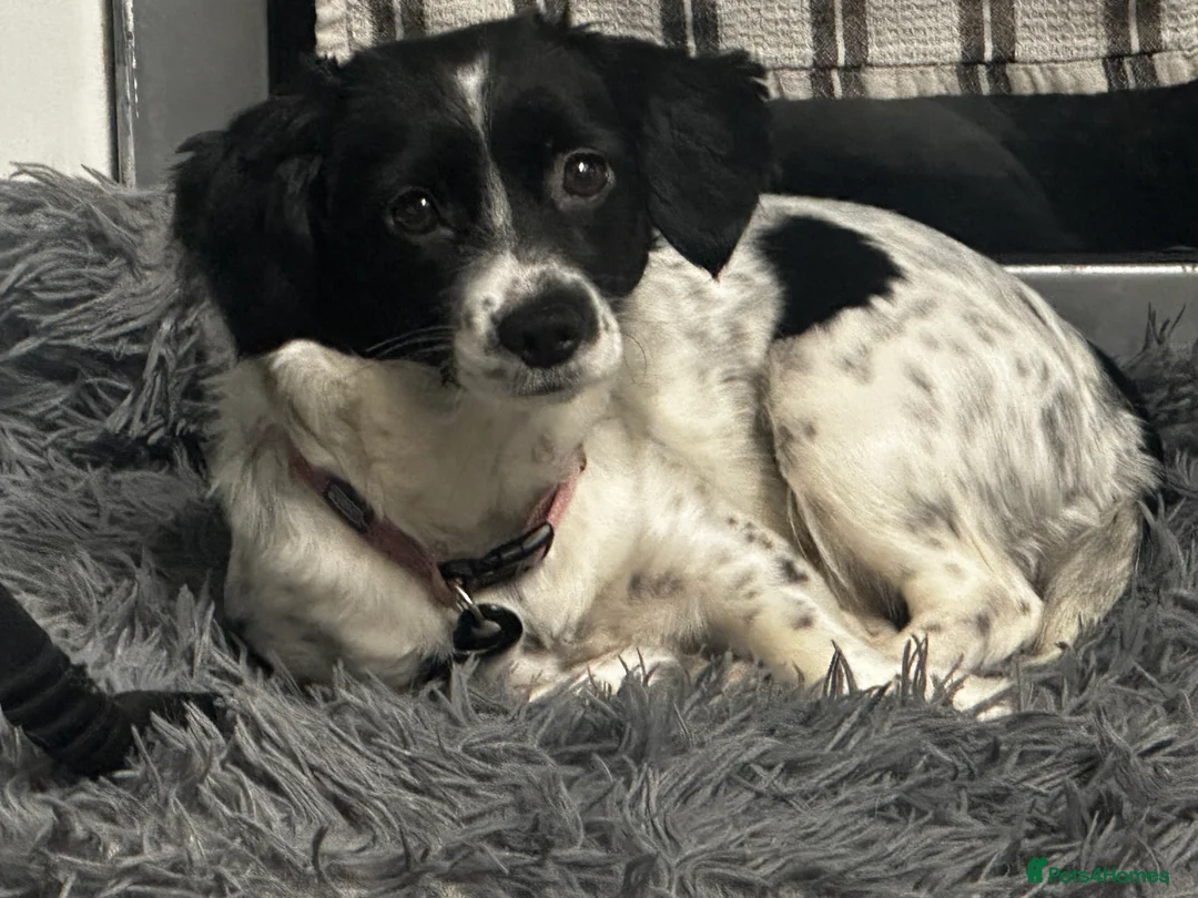 Cockalier dogs for sale: 1 year old female  - Advert 4