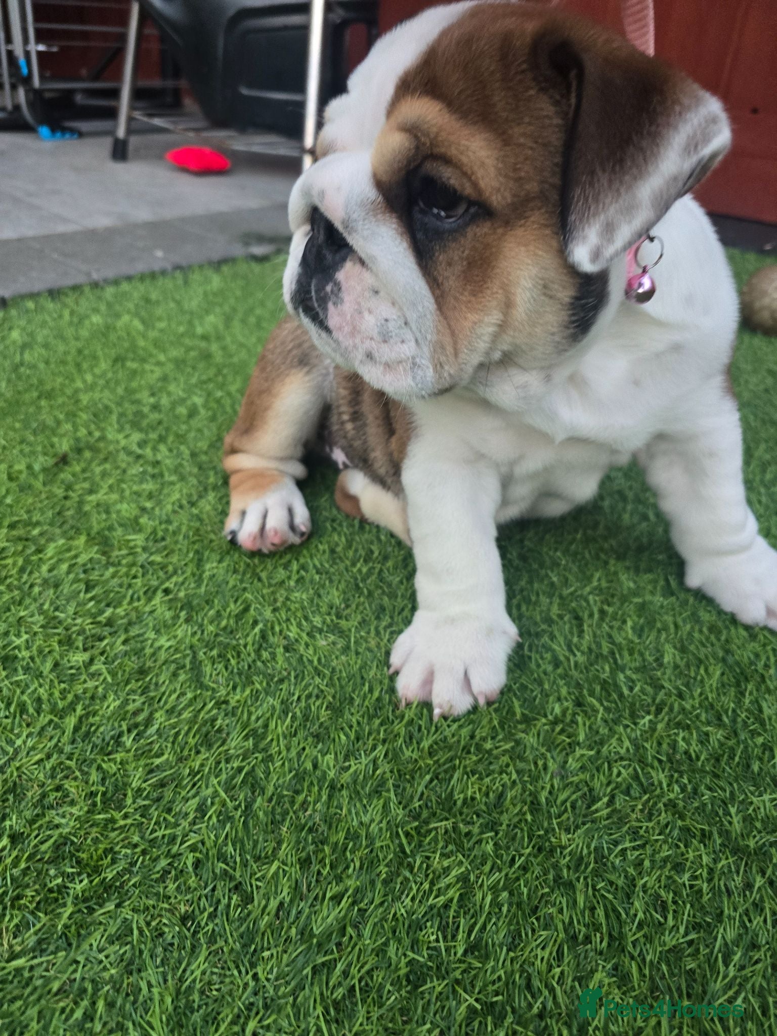 English Bulldog dogs 🐾 Beautiful KC  girl🐶 READY NOW ! 🎉🥰 - Advert 3