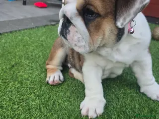English Bulldog dogs 🐾 Beautiful KC girl🐶 READY NOW ! 🎉🥰 - Advert 3