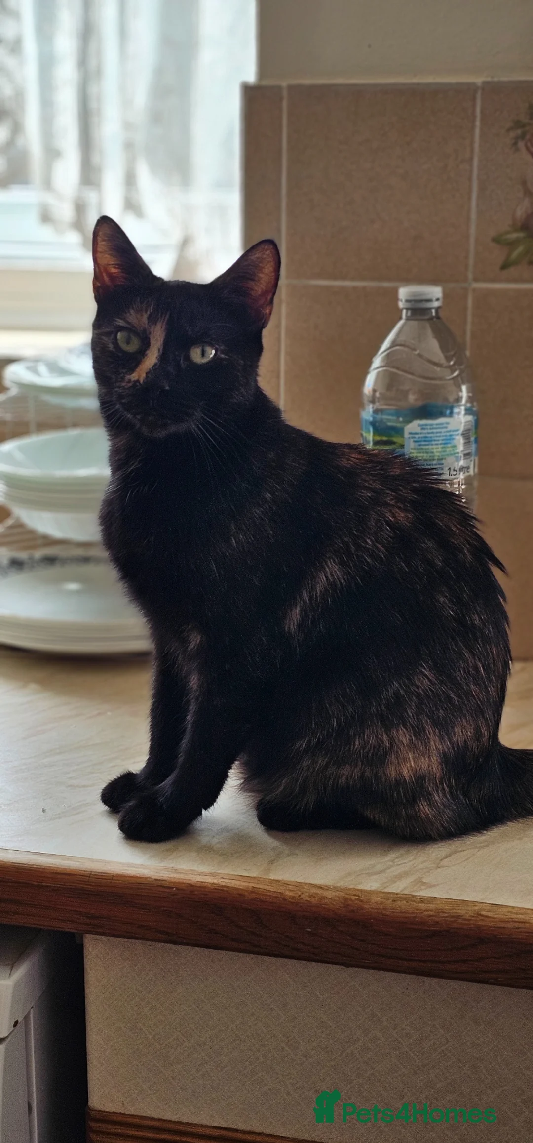 Mixed Breed cats for sale: Lovely  - Advert 4