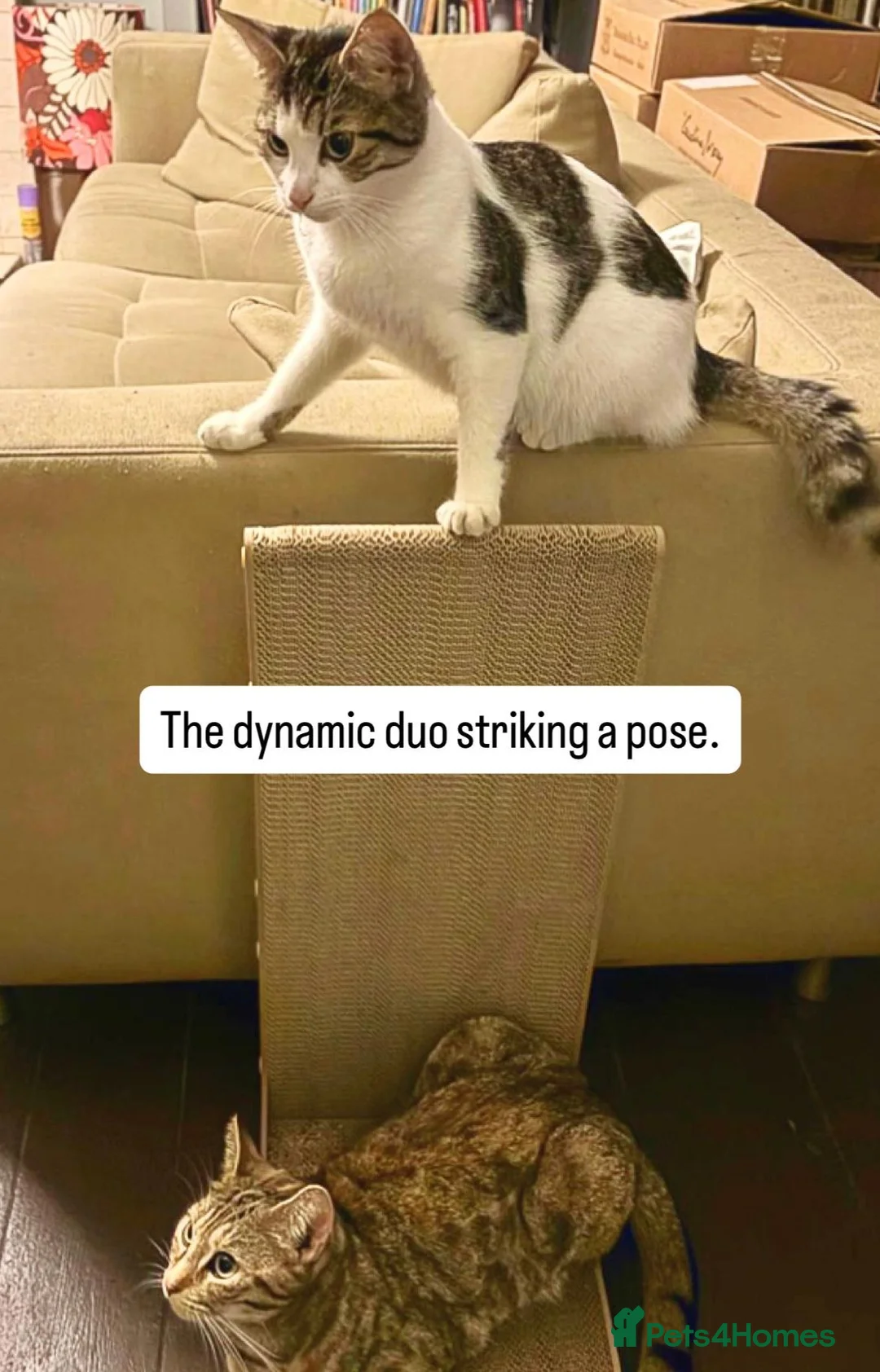 Domestic Shorthair cats for adoption: No drama mama’s looking for cat loving home  in London - Advert 4