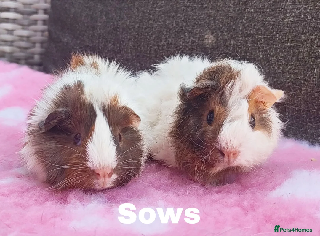 Guinea Pig rodents for sale: Beautiful guinea pigs available for reserve  - Advert 2